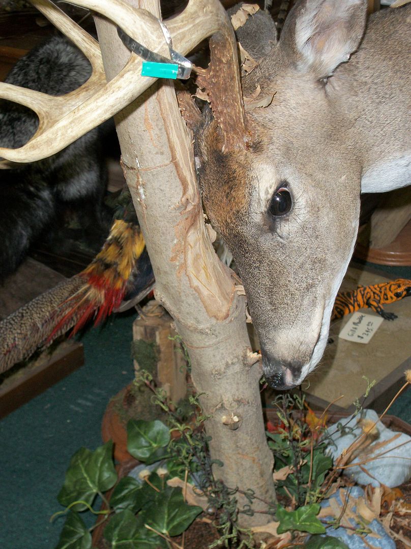 Pedestal mount of buck rubbing tree (pic) New Jersey Hunters